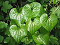 Dioscorea communis