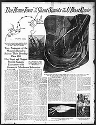 British newspaper article from 1918, speculating about possible encounters between giant squid and German U-boats. Reference is made to "fragments of squid" in such condition that the animals must have "been in battle with some adversary more powerful than any sea creature".