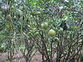 Pomelo orchard