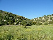 Valley of Elah woodland