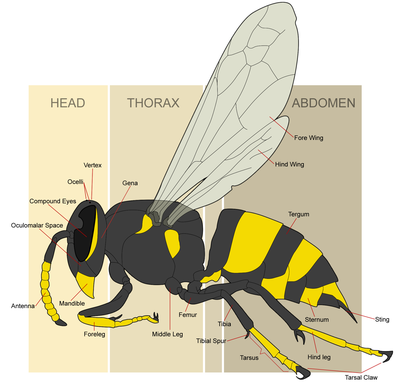 Morphology of a sterile female worker (yellowjacket) wasp