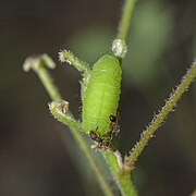 终龄幼虫 与蚂蚁共生