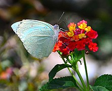 非洲迁粉蝶 Catopsilia florella