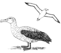 cleanup: Albatross (PSF).png