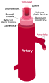 Artery (retouched).svg