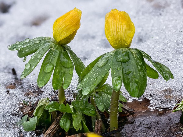 图为于融雪之下的冬菟葵花蕾。