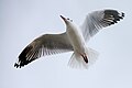 Brown-headed gull in flight - Bang Pu, Samut Prakan, Thailand