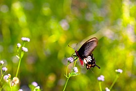 Butterfly flowers in the afternoon sun