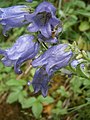 Campanula barbata