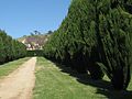 Avenue of conifer trees at the back of the house, Carrick Hill, Springfield