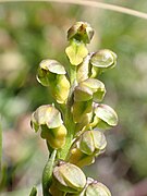 Chamorchis alpina