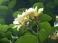 Chonemorpha fragrans side view of flowers