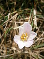 Colchicum alpinum