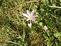 Colchicum autumnale a week later