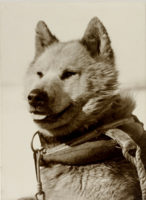 Hurley calls this dog "Colonel" in his book "Argonauts of the South" published 1925