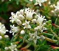 Crassula sarcocaulis