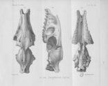 Views of the skull of D. ovinum with a large "tear-pit"