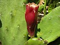 Fruit in South Carolina