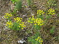 Euphorbia cyparissias