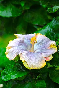 Hibiscus