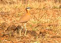 Indian Courser at Mayureshwar, Maharashtra, India