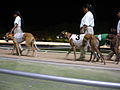 Greyhounds before a race