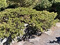 Creeping cultivar of Jack Pine called 'Schoodic'.