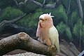 Cookie, a cockatoo that lived to be 83 years old, housed in the Brookfield Zoo[28]