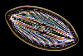 Pennate diatom with a raphe (Lyrella hennedy)