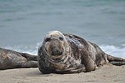 Gray seal