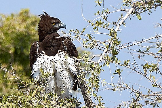 Martial Eagle (Polemaetus bellicosus) near Okaukuejo in Etosha