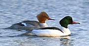 成对的Mergus merganser, 瓦克斯霍尔姆, 瑞典