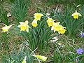 Narcissus pseudonarcissus subsp. pseudonarcissus