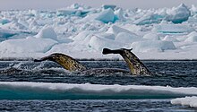 Photo depicting narwhal tail flukes, which are broad, flat, and horizontal in shape.