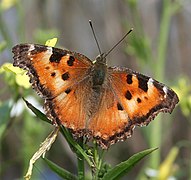 蛺蝶亞科的凱麗蛺蝶 Nymphalis californica