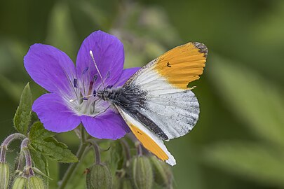 Anthocharis cardamines nectaring