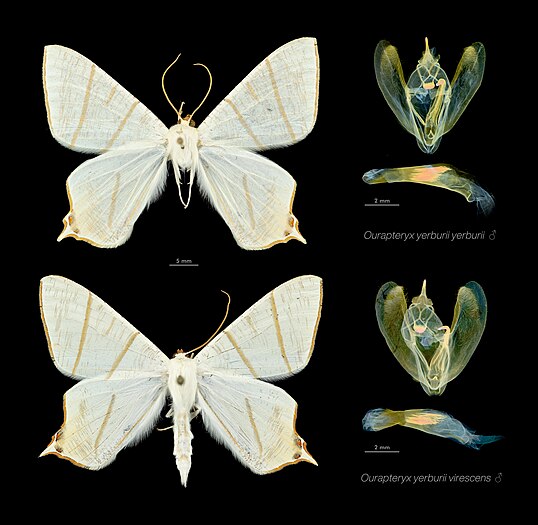 图为尺蛾科淡黄双斑尾尺蛾（ourapteryx yerburii）两个亚种的雄性标本及生殖器切片，现存于英国自然史博物馆。这是生殖隔离的例子，两只看起来一样的亚种结构上只有一个分别，就是雄性生殖器内的叉骨。