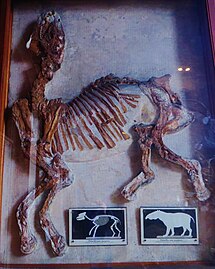 Skeleton of Palaeotherium, an early equoid