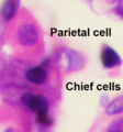 Parietal cell and two chief cells