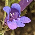 Flowers of Penstemon laetus
