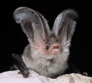 Gray bat