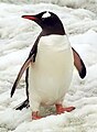 生活于南极的巴布亚企鹅
