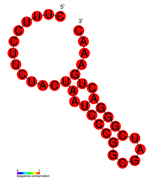 CRISPR-DR52: Secondary structure taken from the Rfam database. Family RF01365.