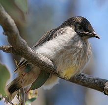 A baby bird on a branch