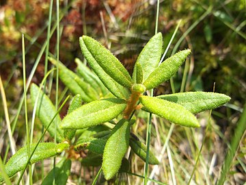 Dry leaves