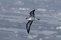 Cory's Shearwater in flight