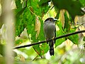 Silver Breasted Broadbill