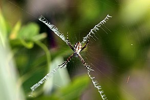 Female in Jamaica