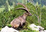 Ibex