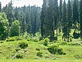 On the way to Kundol Lake May-2010,Swat valley,Pakistan